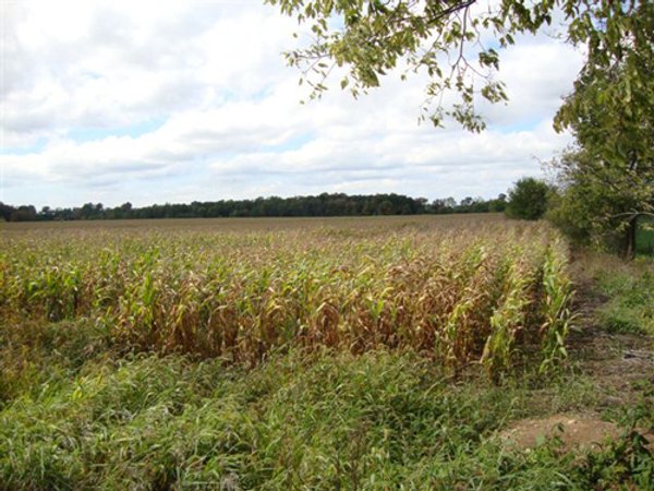 71 Tillable Farmland Acres Offered in 1 Tract
